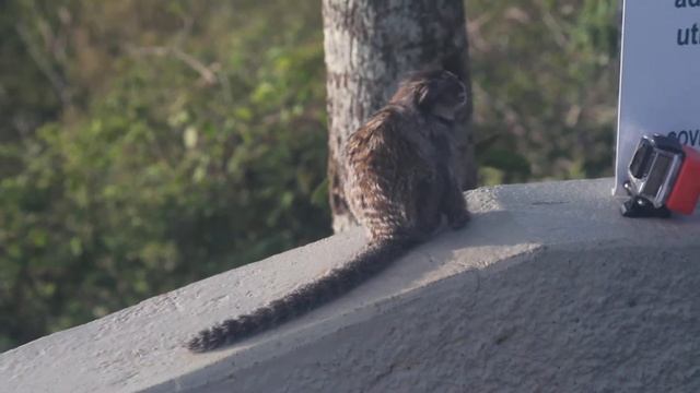 Canon eos 700D with canon FD 80-200 f/4 - test смотреть онлайн