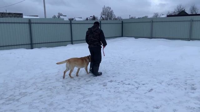 Перевоспитание лабрадора | Дрессировка собаки с ноля | ЧАСТЬ 3 смотреть онлайн