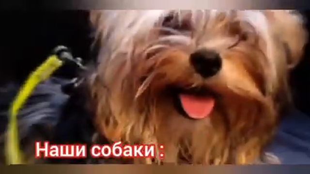 МЫ ЗА ПРАВИЛЬНОЕ СОДЕРЖАНИЕ СОБАК смотреть онлайн