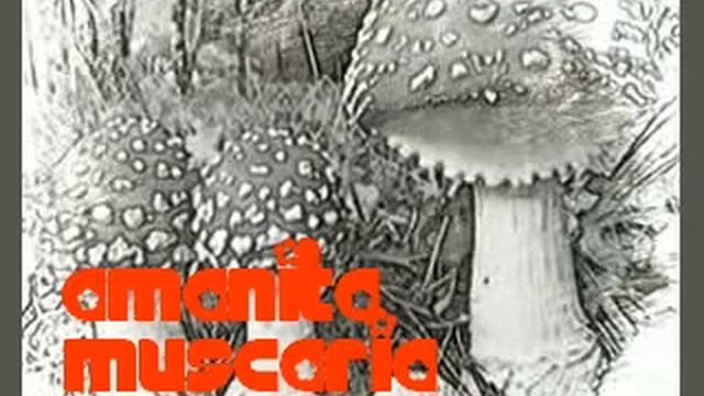 The Mindset -Amanita Muscaria