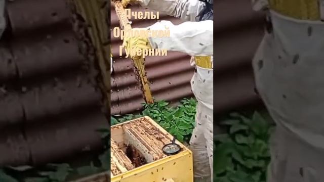 пчелы Орловской губернии.Тележки для пасеки в описании. смотреть онлайн