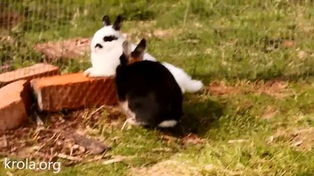 Кролики миноры смотреть онлайн