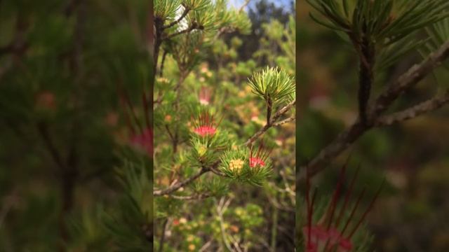 Darwinia flower смотреть онлайн