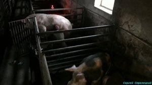 Взятие семени у хряка!