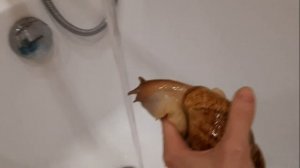 УБОРКА У УЛИТОК АХАТИН?? КАК КУПАЮТСЯ УЛИТКИ АХАТИНЫ? УЛИТКИ АХАТИНЫ ЕДЯТ ЛИСТЬЯ?