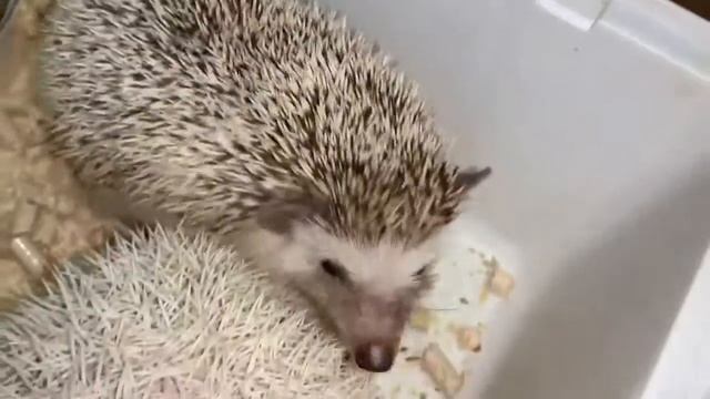 Мои забавные, колючие малыши! Карликовые африканские ежики! смотреть онлайн