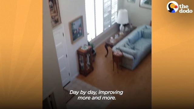 Woman Repairs Butterfly's Broken Wing With A Feather | The Dodo Faith = Restored смотреть онлайн