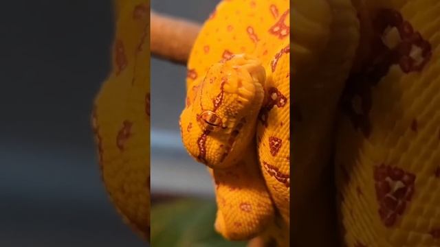 древесный питон ? персиковый питон ? #shorts #reptiles #snake смотреть онлайн
