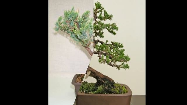 Bonsai Training Guide for Juniperus squamata смотреть онлайн
