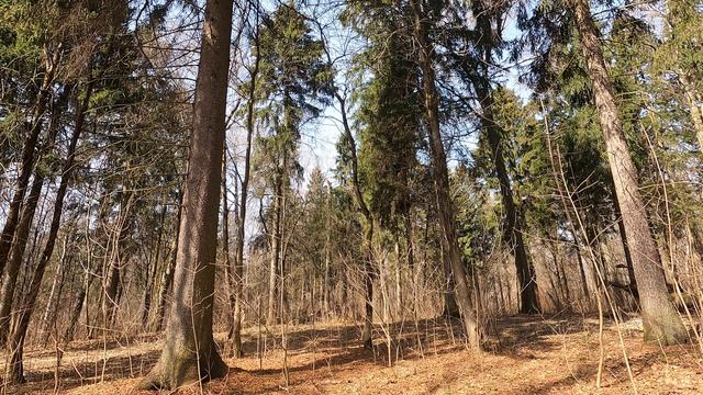 Весенний лес. Пение птиц в лесу. Полёт птиц. #relax #дикийлес #пениептиц #весеннийлес #леснаяприрод