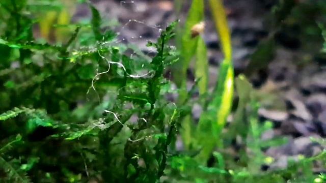 Нитчатка - Кошмар аквариумиста.Диатомовые водоросли- ПОБЕДА! смотреть онлайн