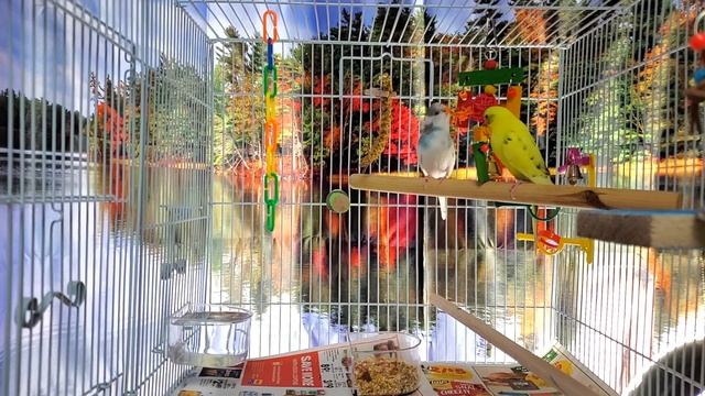 LONELY Parakeets// HELP The Budgies Chirp And Sing