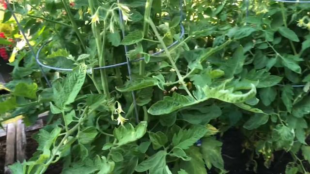 Garden update! Plus an ingenious way to water your garden! смотреть онлайн