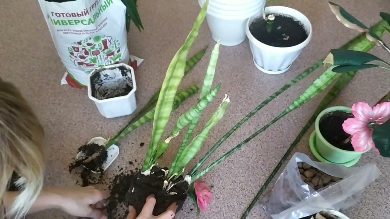 VLOG:ДОМАШНИЙ ВЛОГ/ПЕРЕСАДИЛА ЦВЕТЫ/СОВА В ТЕХНИКЕ МАКРАМЕ/ДЕКОР ДЛЯ ДОМА/ПОКУПКИ ДЛЯ ДОМА/ смотреть онлайн