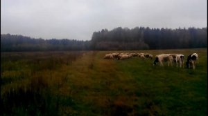 Электропастух Lacme SECUR 300