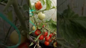 Помидор Манимейкер. Ленинградская обл. 30.07.2021.