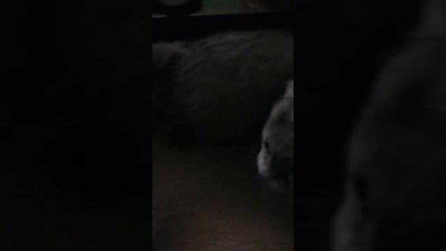 Шотландский кот .Томас играет смотреть онлайн