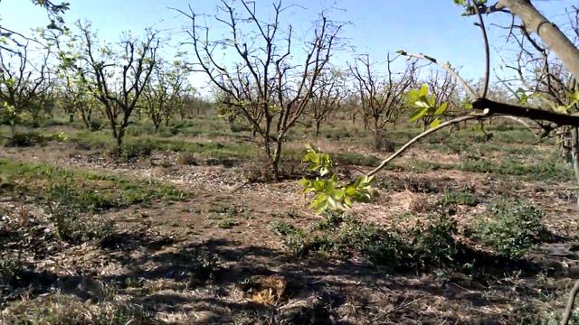 Фрезно.США.Калифорния.23марта2022г. смотреть онлайн