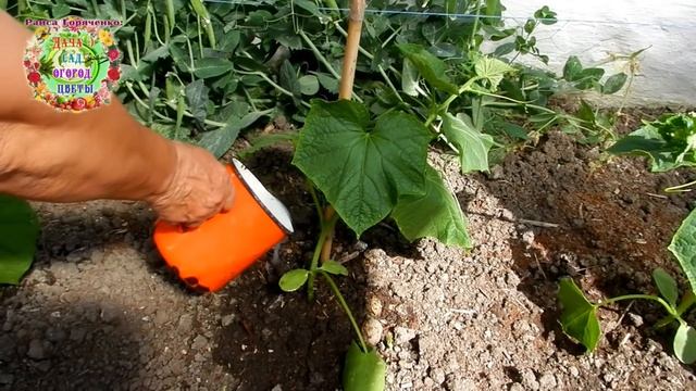 Как приготовить элексир здоровья для первой подкормки высаженной рассады ?огурцов? Важная подкормка