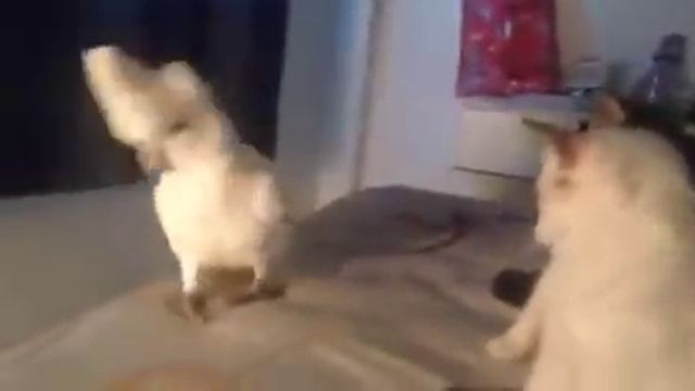 Cockatoo Meows Like A Cat_low.mp4