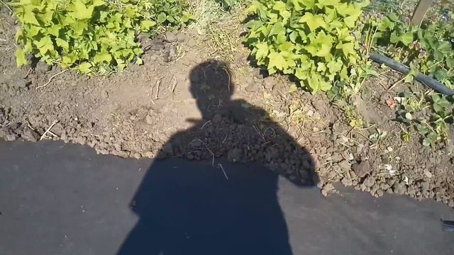 «Отказываемся от грядок*Клубника на агроспане /на ровной поверхности/».