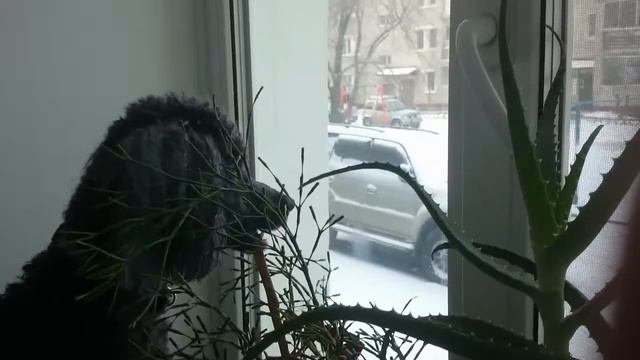 A wedding song of the elderly poodle | Брачная песня престарелого пуделя смотреть онлайн