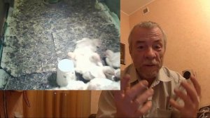 Определяем пол у индюшат.  Растем вместе