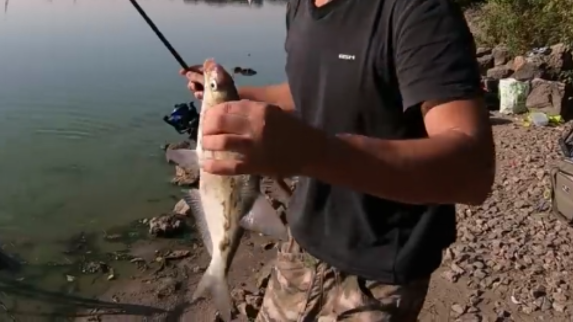 ЛОВИМ ЛЕЩА НА РЕКЕ ФИДЕРОМ. КАК ВЛИЯЕТ ТЕЧЕНИЕ НА КЛЕВ. КАК ПРАВИЛЬНО ЛОВИТЬ НА 2 УДИЛИЩА. смотреть онлайн