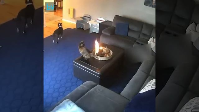 Загорелся хвост кота(кошки) дома смотреть онлайн