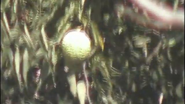 каштан не дерево смотреть онлайн