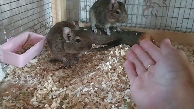 Чилийские БЕЛКИ ДЕГУ. Вот такое чудо нам подарили!) смотреть онлайн