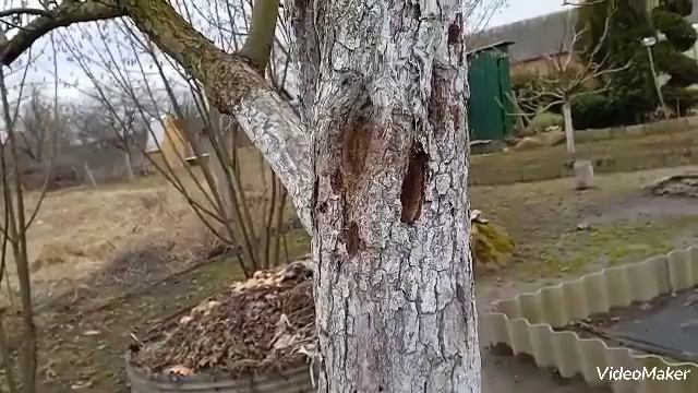 Дятел-вредитель в саду смотреть онлайн
