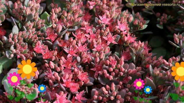 Очиток наутесный Лидакензе. Краткий обзор, описание характеристик sedum cauticola Lidakense смотреть онлайн