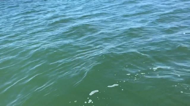 Capt. Justin Napior Triple tail tips!! смотреть онлайн