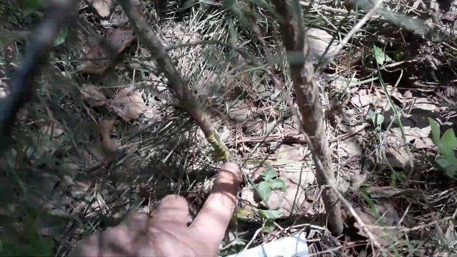 Прививка сосны горной на сосну обыкновенную в лесу смотреть онлайн