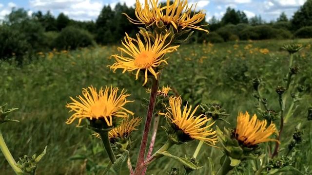 23 августа.ДЕНЬ ЛАВРЕНТИЯ. Народные приметы смотреть онлайн