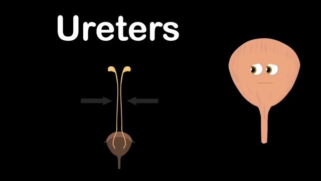 How Your Brain Controls The Body! | KLT Anatomy