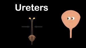 How Your Brain Controls The Body! | KLT Anatomy