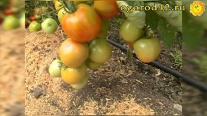 Описание и характеристика сорта томат Канопус