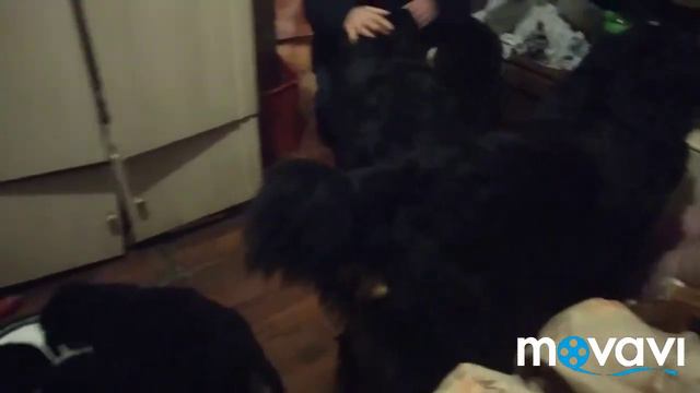 В ГОСТЯХ У МАЛЕНЬКИХ БЕРНОВ. смотреть онлайн