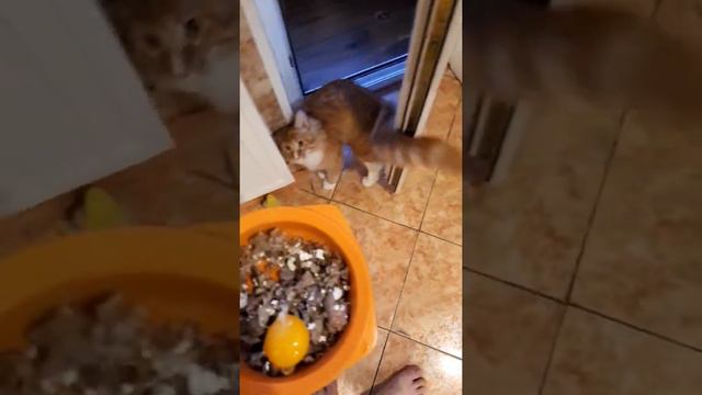 Мейн-кунчик Босся разговаривает про еду есъть или не есъть😺 смотреть онлайн