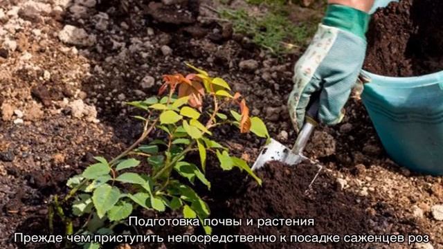 Роза Айсберг (Iceberg) смотреть онлайн