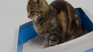 Почему кошка перестала ходить в лоток и как исправить ситуацию
