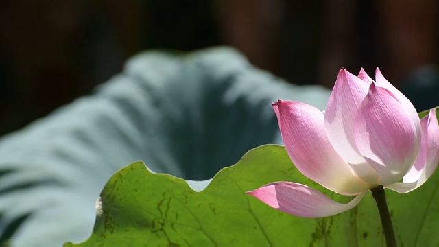 Lotus Blooming in Water | Blooming Time-lapse смотреть онлайн