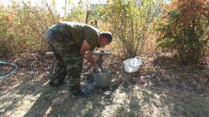 Печная зола в качестве удобрения. Подкармливаем деревья и кустарники.