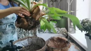 Папоротник Платицериум. Главное что вы должны знать.