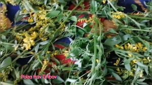 донник свойства и рецепты