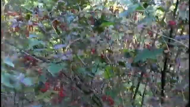 Барбарисовы картинки смотреть онлайн