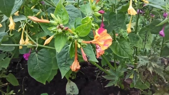 Ночная красавица! Мирабилис! смотреть онлайн