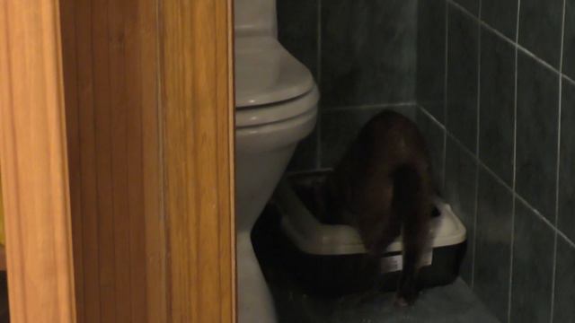 УТРО ГЛАЗАМИ КОТА ЧЕРНОРЫЖА! ЧТО ЗАДУМАЛ БАСЯ? смотреть онлайн